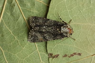 <i>Acronicta rumicis</i>