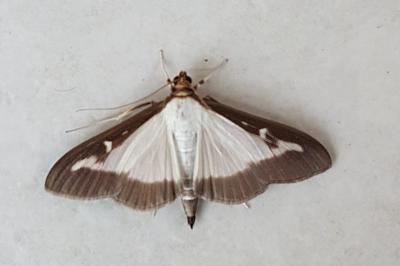 <i>Cydalima perspectalis</i>