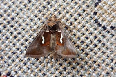 <i>Macdunnoughia confusa</i>