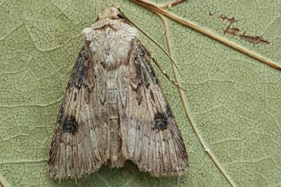 <i>Agrotis puta</i>