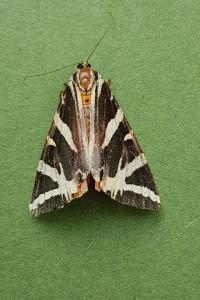 <i>Euplagia quadripunctaria</i>