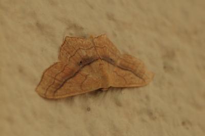 <i>Scopula imitaria</i>