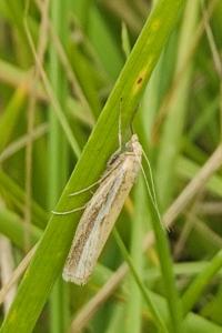 <i>Agriphila selasella</i>