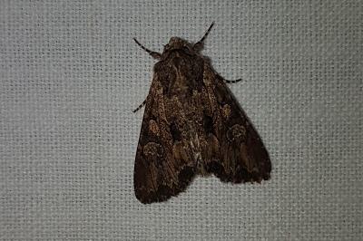 <i>Mniotype solieri</i>