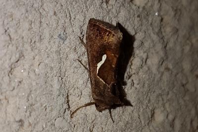 <i>Macdunnoughia confusa</i>