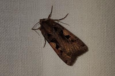 <i>Xestia c-nigrum</i>