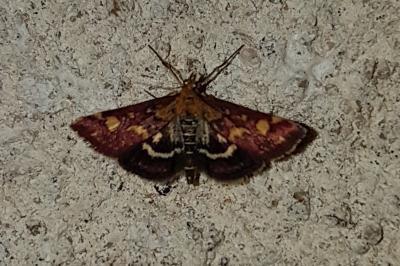 <i>Pyrausta purpuralis</i>