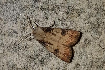 <i>Agrotis puta</i>