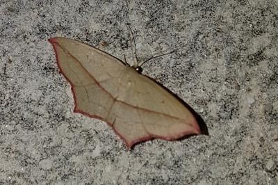 <i>Timandra comae</i>