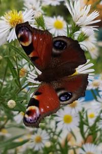 <i>Aglais io</i>