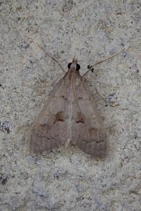 <i>Mecyna asinalis</i>