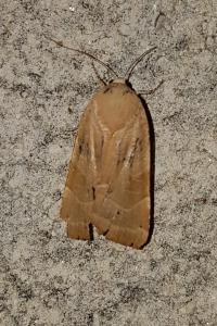 <i>Noctua fimbriata</i>