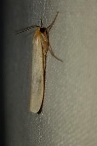 <i>Eilema caniola</i>