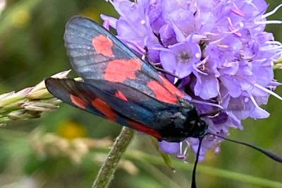 <i>Zygaena trifolii</i>