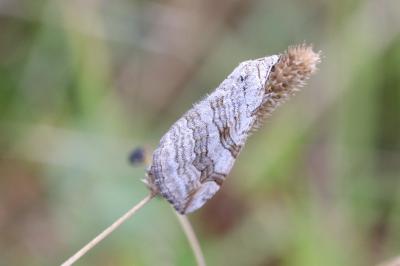 <i>Aplocera</i>