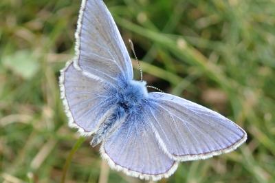 <i>Polyommatus icarus</i>