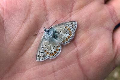 <i>Polyommatus</i>