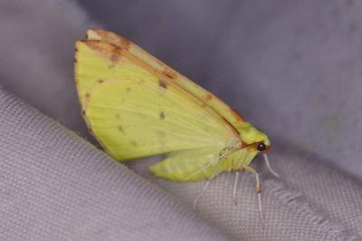 <i>Opisthograptis luteolata</i>