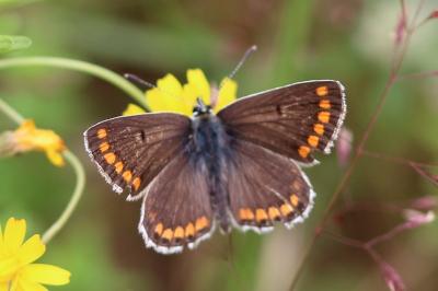 <i>Aricia agestis</i>