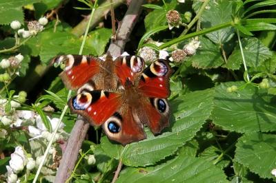 <i>Aglais io</i>