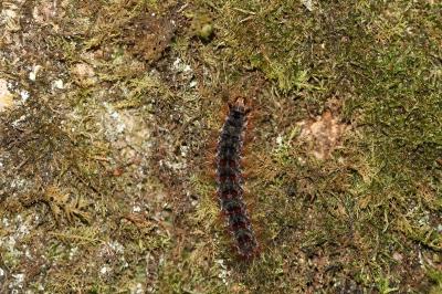 <i>Lymantria dispar</i>