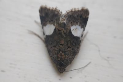 <i>Tyta luctuosa</i>