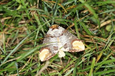 <i>Phalera bucephala</i>
