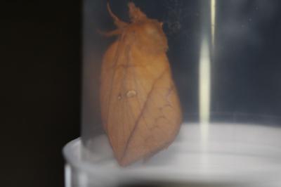 <i>Euthrix potatoria</i>