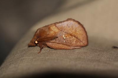 <i>Euthrix potatoria</i>