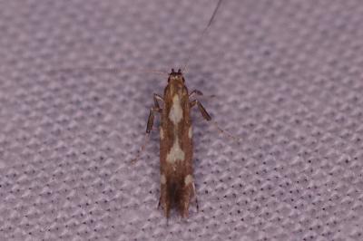 <i>Calybites phasianipennella</i>