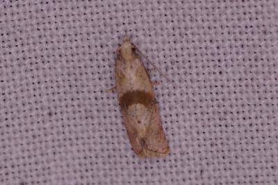 <i>Cochylidia implicitana</i>