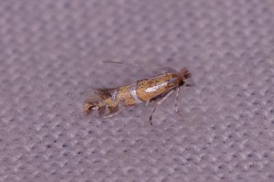 <i>Phyllonorycter insignitella</i>
