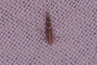 <i>Phyllonorycter insignitella</i>