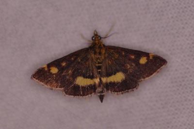 <i>Pyrausta aurata</i>