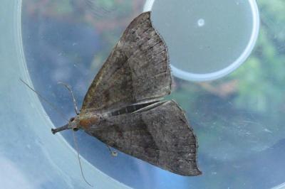<i>Hypena proboscidalis</i>