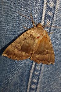 <i>Mormo maura</i>