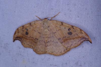 <i>Drepana falcataria</i>