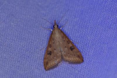 <i>Udea ferrugalis</i>