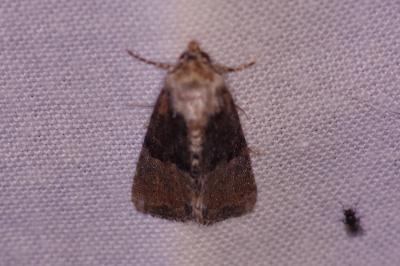<i>Mesoligia furuncula</i>