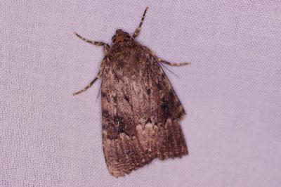 <i>Amphipyra pyramidea</i>