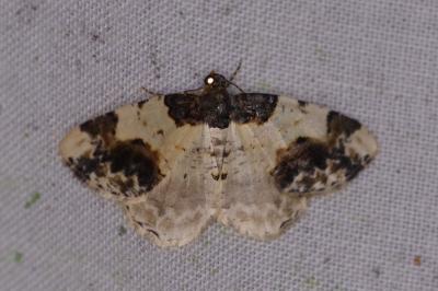 <i>Ligdia adustata</i>
