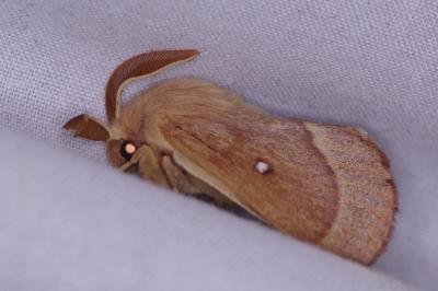 <i>Lasiocampa trifolii</i>