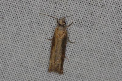 <i>Eucosma obumbratana</i>