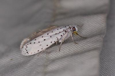 <i>Yponomeuta</i>
