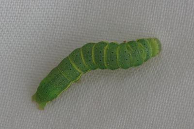 Lacanobia oleracea
