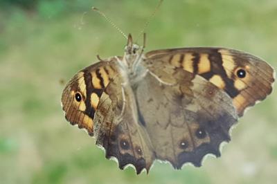 <i>Pararge aegeria</i>