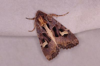 <i>Trigonophora flammea</i>