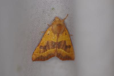 <i>Atethmia centrago</i>