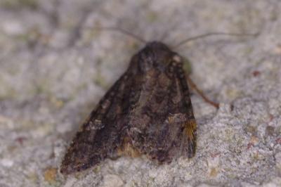 <i>Mamestra brassicae</i>