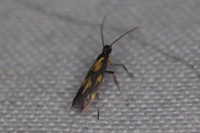 Euspilapteryx auroguttella